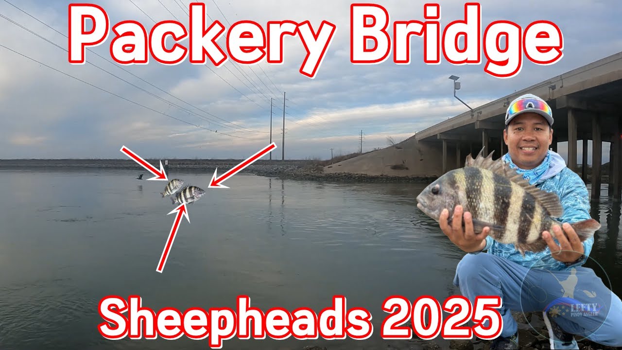 Sheephead Fishing Corpus Christi