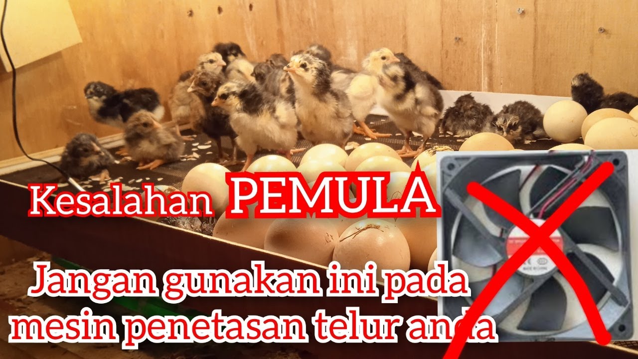Penempatan kipas yang tepat untuk mesin tetas telur