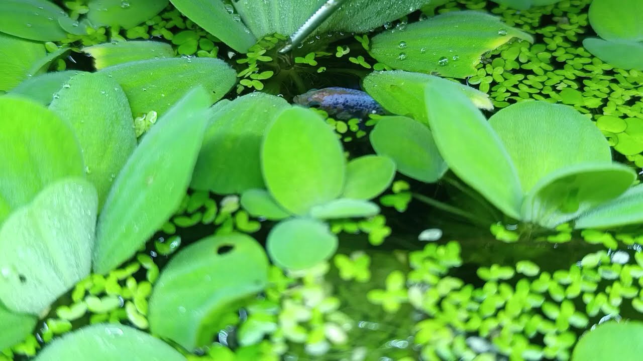 FEEDING VIDEO: female betta