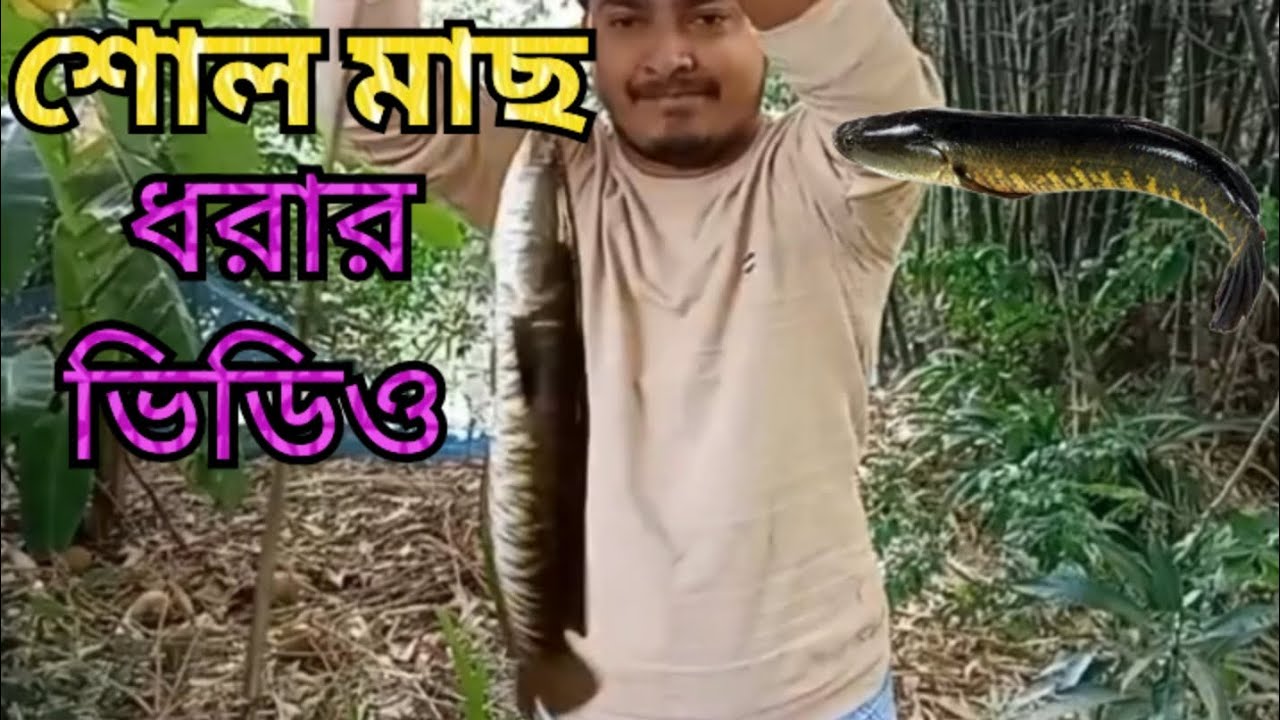 ​বড়শি দিয়ে বিশাল শোল মাছ শিকার 🎣 Big Snakehead Fishing with Live Bait 🐟 (শোল মাছ ধরার কৌশল)