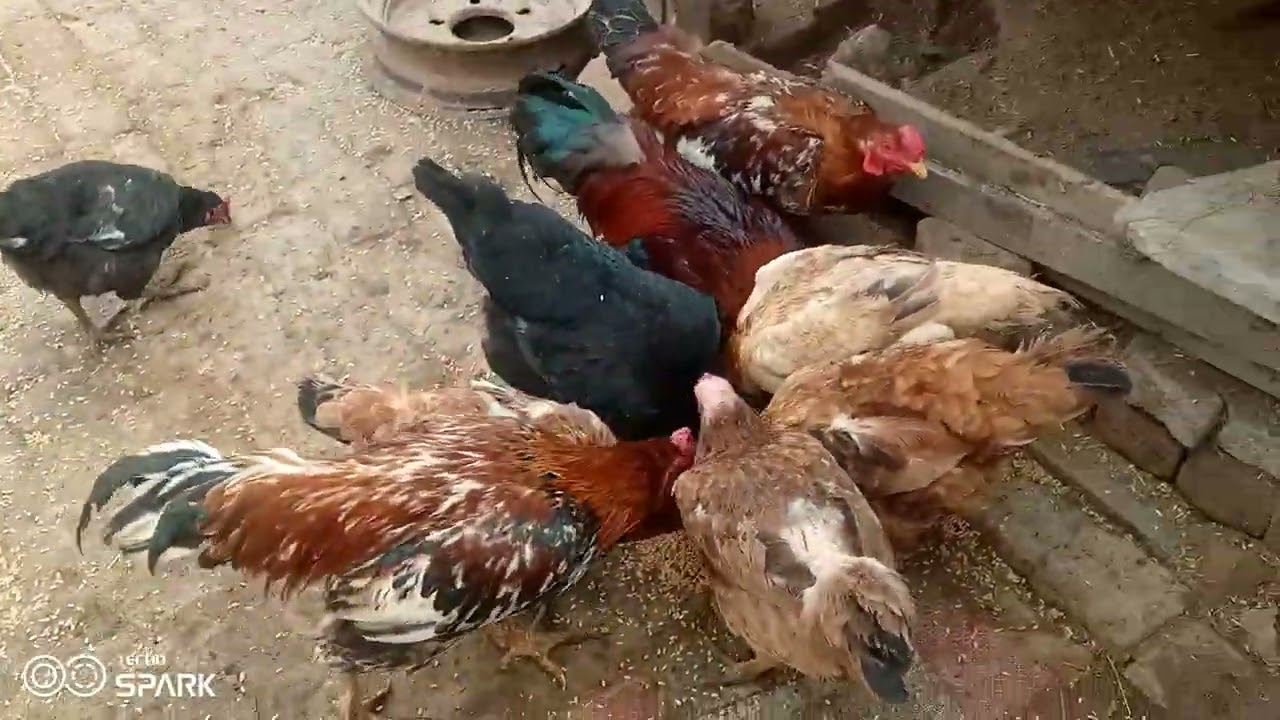 🐓🐔🐃🐄🔥17-2-2026