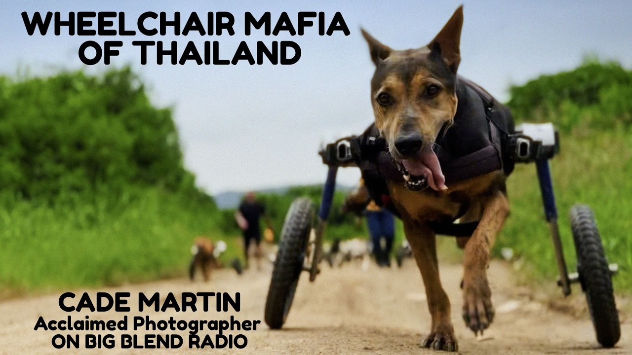 Wheelchair Mafia: Travel, Photography & Rescuing Disabled Dogs