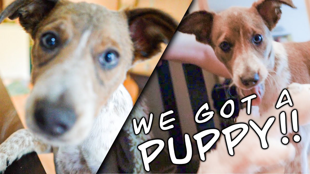 Our First Dog!!!! - Dog Vlog 1