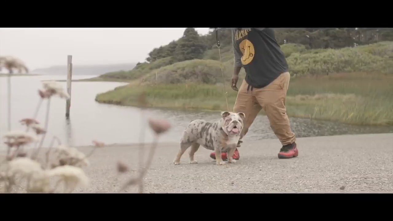 The Most Compact & Exotic Lilac Tri Merle English Bulldog!!
