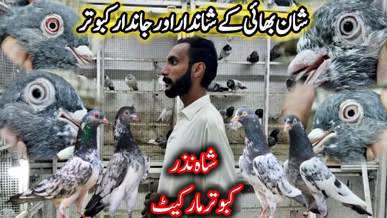 Rawalpindi kabootar Market || Shah Nazar Bird Market || 0316-5165-301