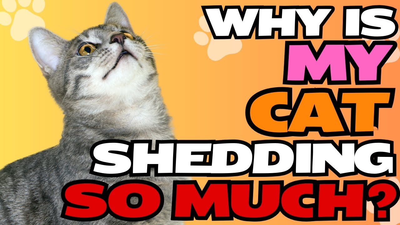 Why Is My Cat Shedding So Much?🐾✨