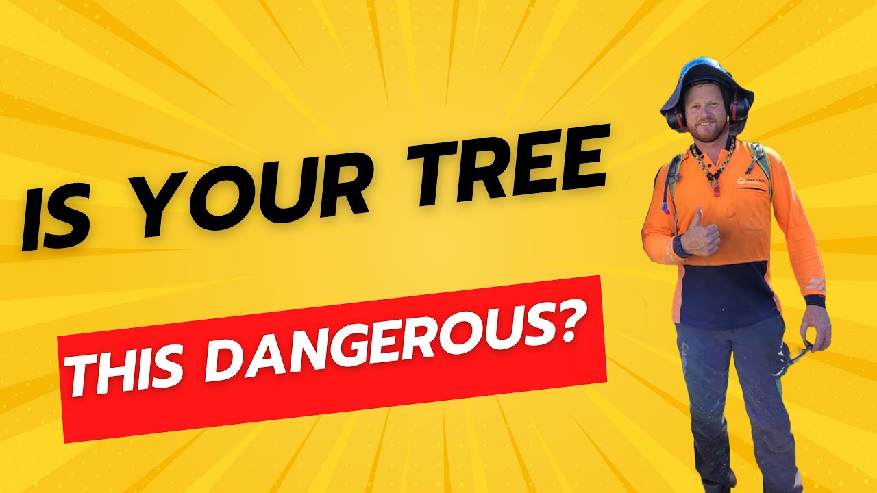 What We Found Deadwooding This Brisbane Tree Will Shock You!
