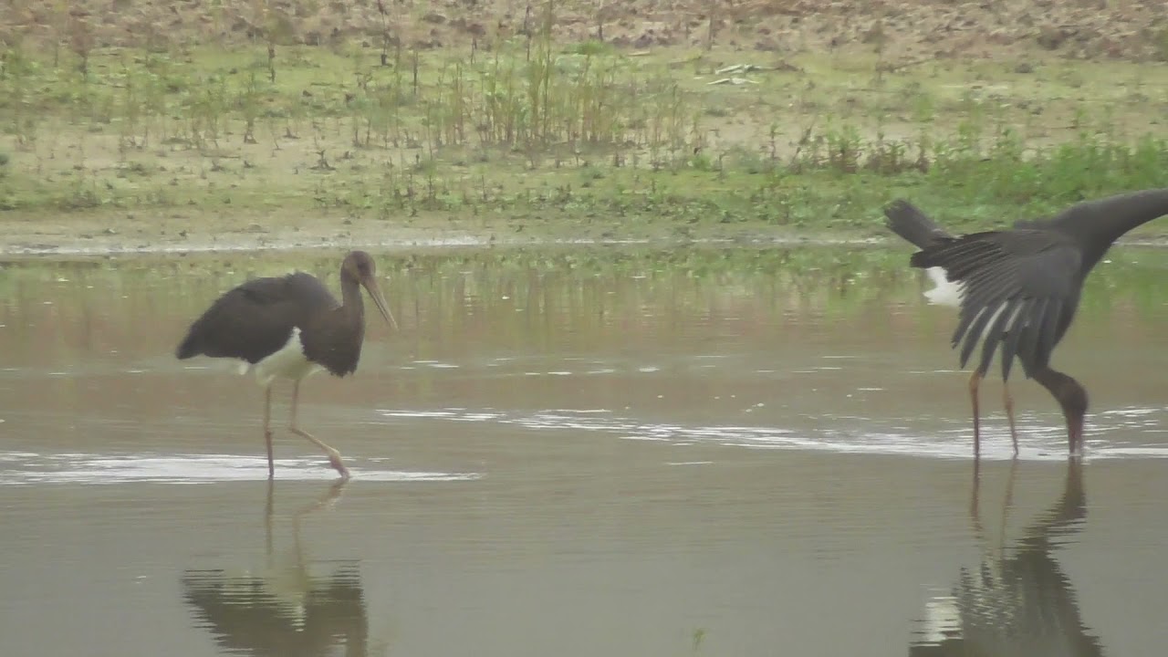 BEELDEN UIT DE NATUUR...OA:ZWARTE  OOIEVAARS..[07-10-2021]