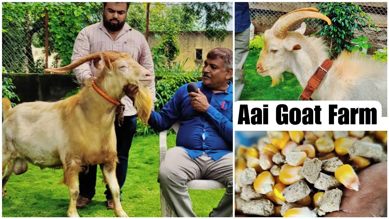 Aai 2 Saanen Breeder, Its Result & Saanen Feed at Aai Goat Farm Pune