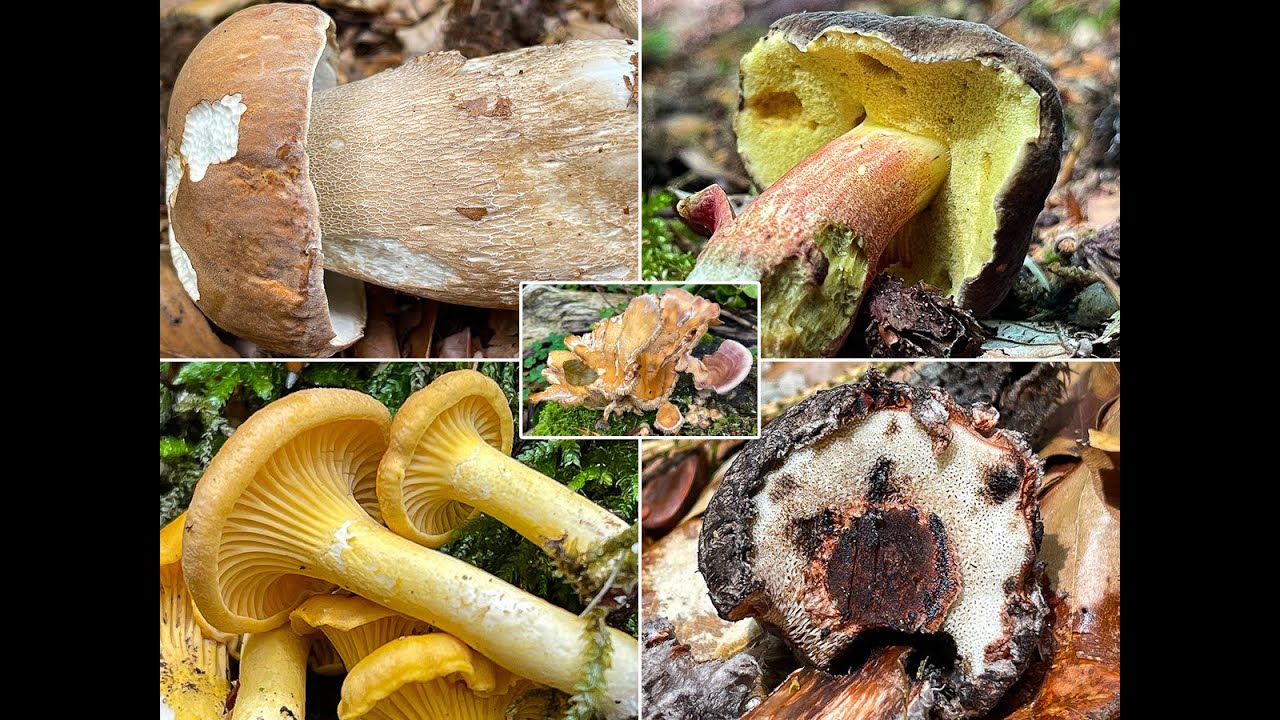 Pilze im Juli | 04.07.2021 | Erkundung eines unbekannten Waldes | Pfifferling, Sommersteinpilz & Co.