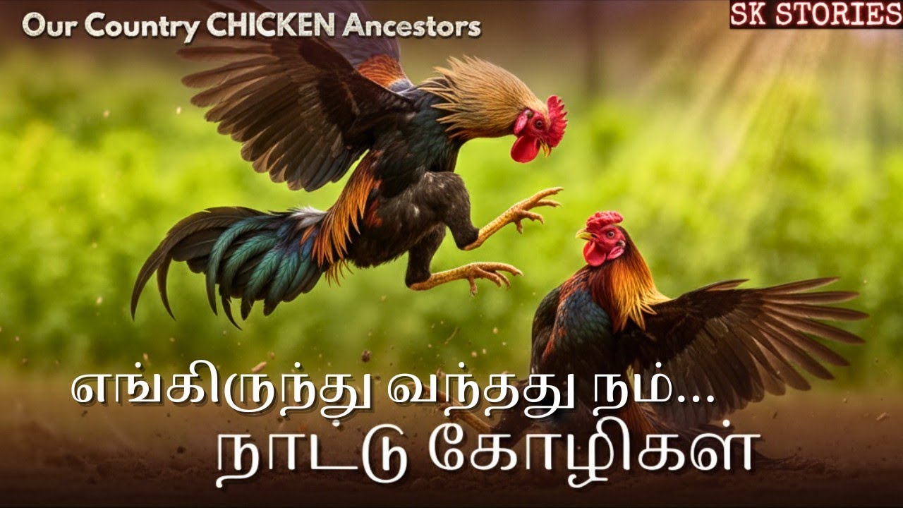 நம் நாட்டு கோழிகள் | SK STORIES தமிழ்
