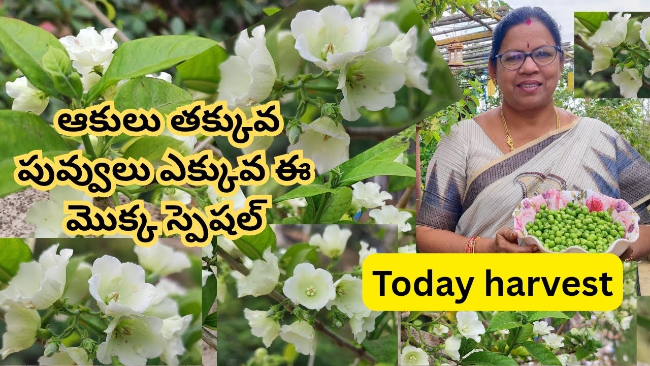 ఆకులు తక్కువ, పువ్వులు ఎక్కువ మొక్క స్పెషల్  #@AadiLakshmiTerraceGarden # Turkey berry, Ginni malati