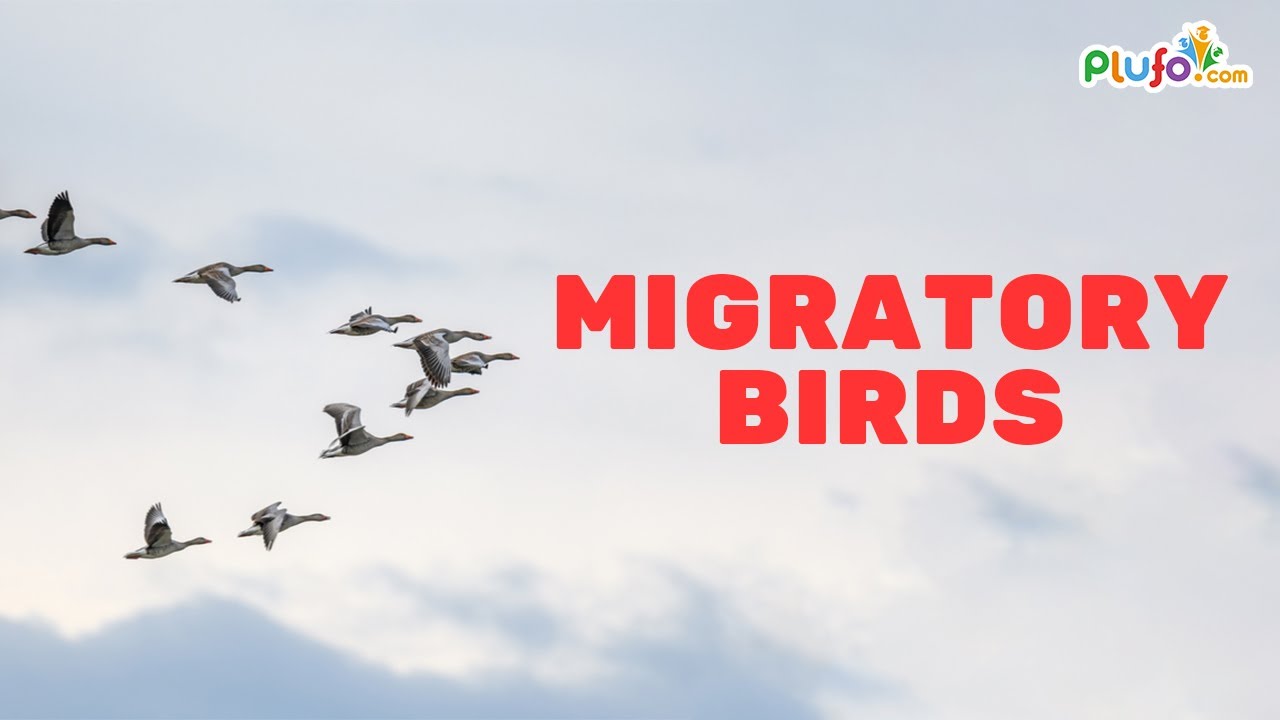 Migratory birds | Why do some birds Migrate