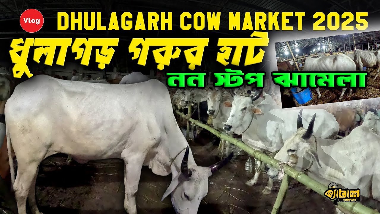 গরুর হাট 2025 || Howrah Dhulagarh cow market 2025 || ধুলাগড় গরুর হাট 2025 | kolkata cow 2025 #cows