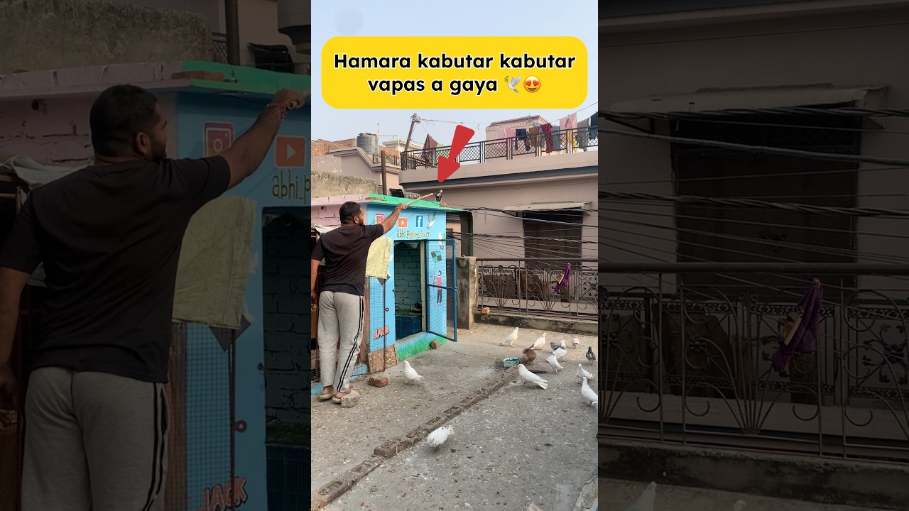Hamara kabutar kabutar vapas a gaya🕊️😍 