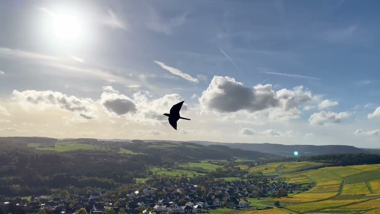 RC Bird Wing Milan by Robert Schweißgut - Nurflügel