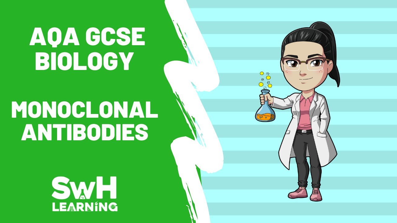 Monoclonal Antibodies | AQA GCSE Biology | SwH Learning