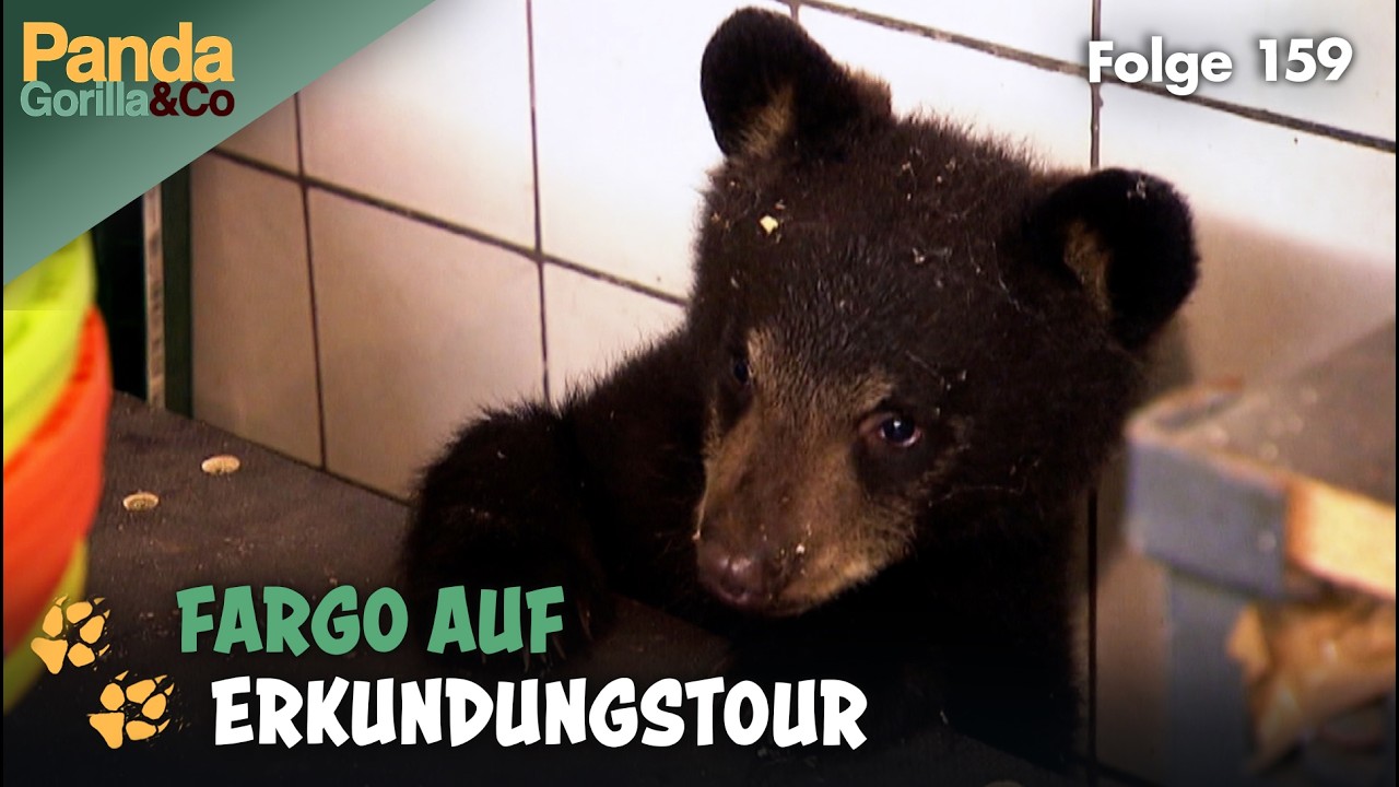 Erste Zoo-Abenteuer für Schwarzbär Fago  | Panda, Gorilla & Co.