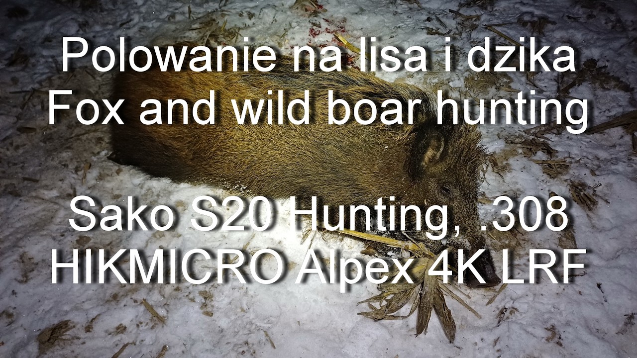 #88 Lis i dzik na pokocie | Fox and wild boar hunting |