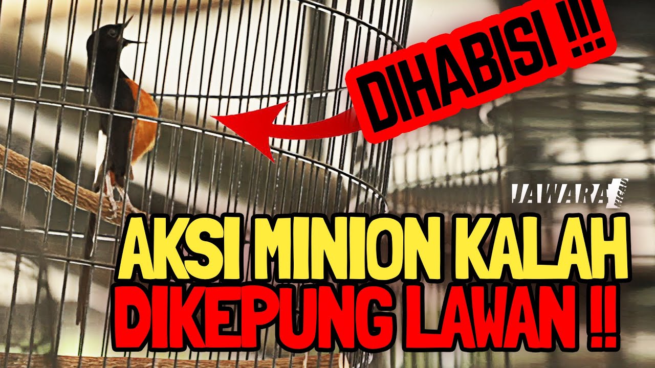 MURAI BATU MINION KALAH❗😱 DIKEPUNG LAWAN🔥TIKET 3,3 JUTA SUPER STAR || PERINGKAT KE 4 ||MEGA PLATINUM