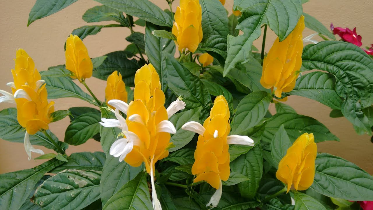 Planta Camarão Amarelo: como fazer mudas e dicas de como cuidar