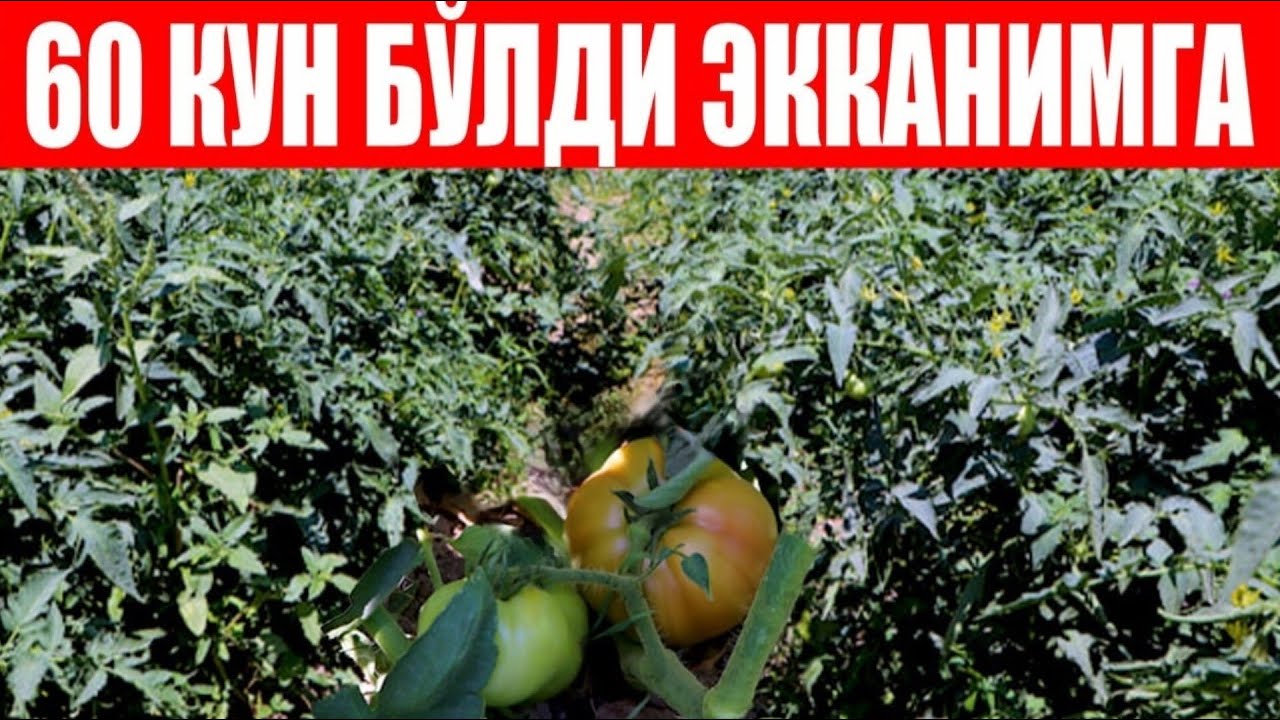 Сюзана Плюс F1 ва Линда F1: Экилганига 60 кун бўлди қизаришни бошлади (Suzana Plus F1 - Linda F1)