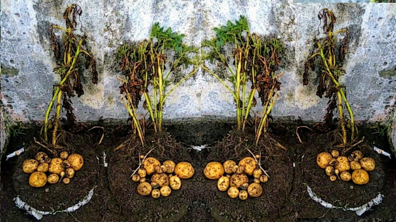 Cara Menanam Kentang Dari Semai Sampai Panen || How to Grow Potatoes From Seed to Harvest.