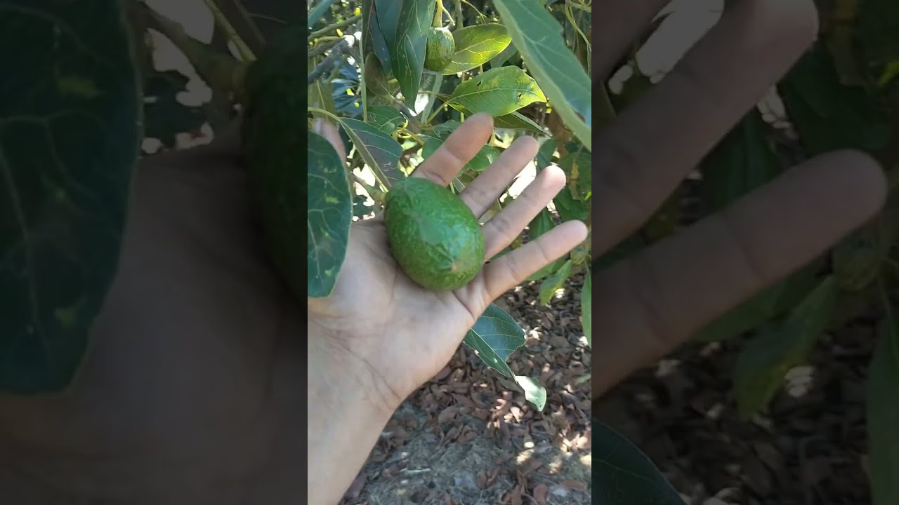Avocado, Variedad Méndez vs Flor de María, Tips Agronomicos para aumentar la producción 🔥🥑