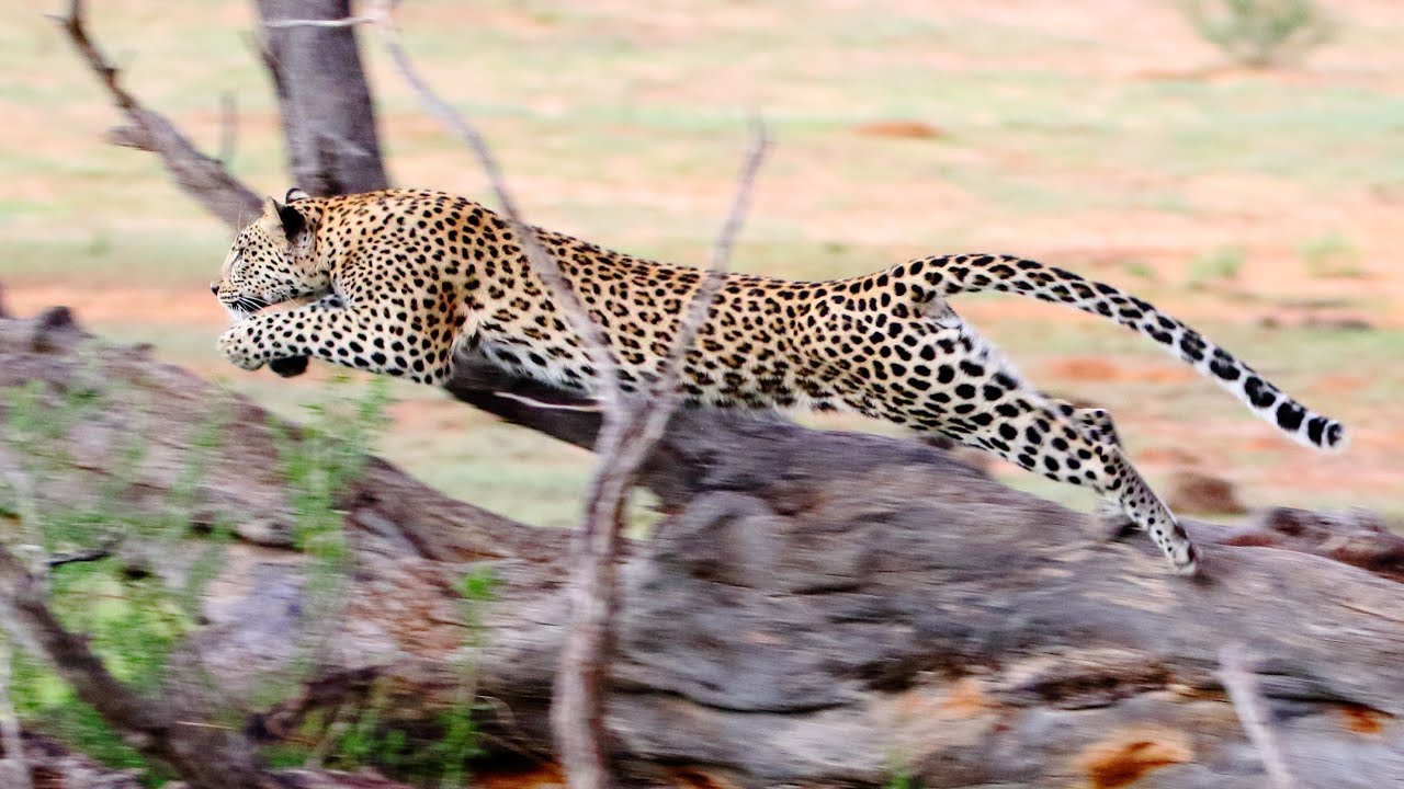 Leopard chasing cheetah