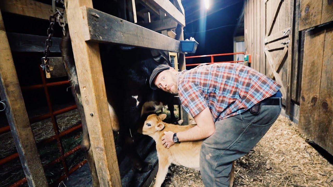 Cow Lost Calf at Birth, So I Drove 9 Hours to Adopt