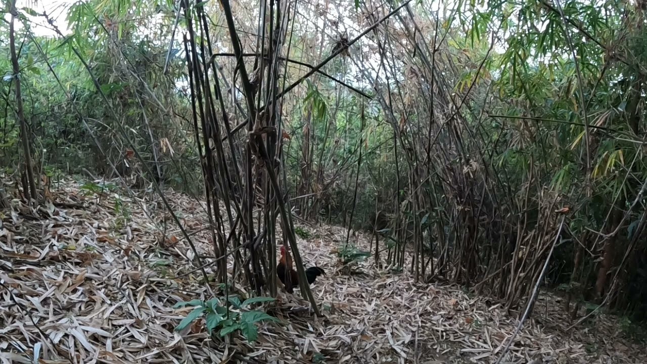 4 กุมภาพันธ์ ค.ศ. 2026