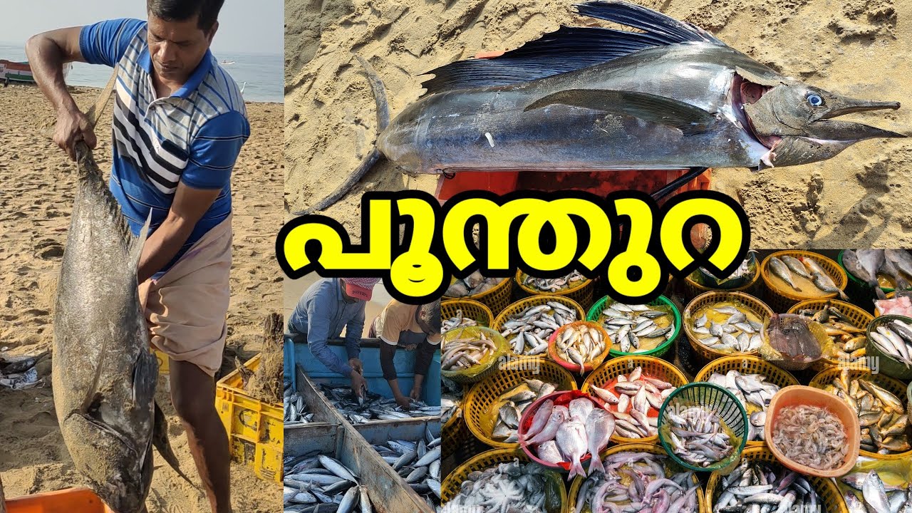 പൂന്തുറ കടപ്പുറം ഇന്നത്തെ ചാകര 14.2.2023