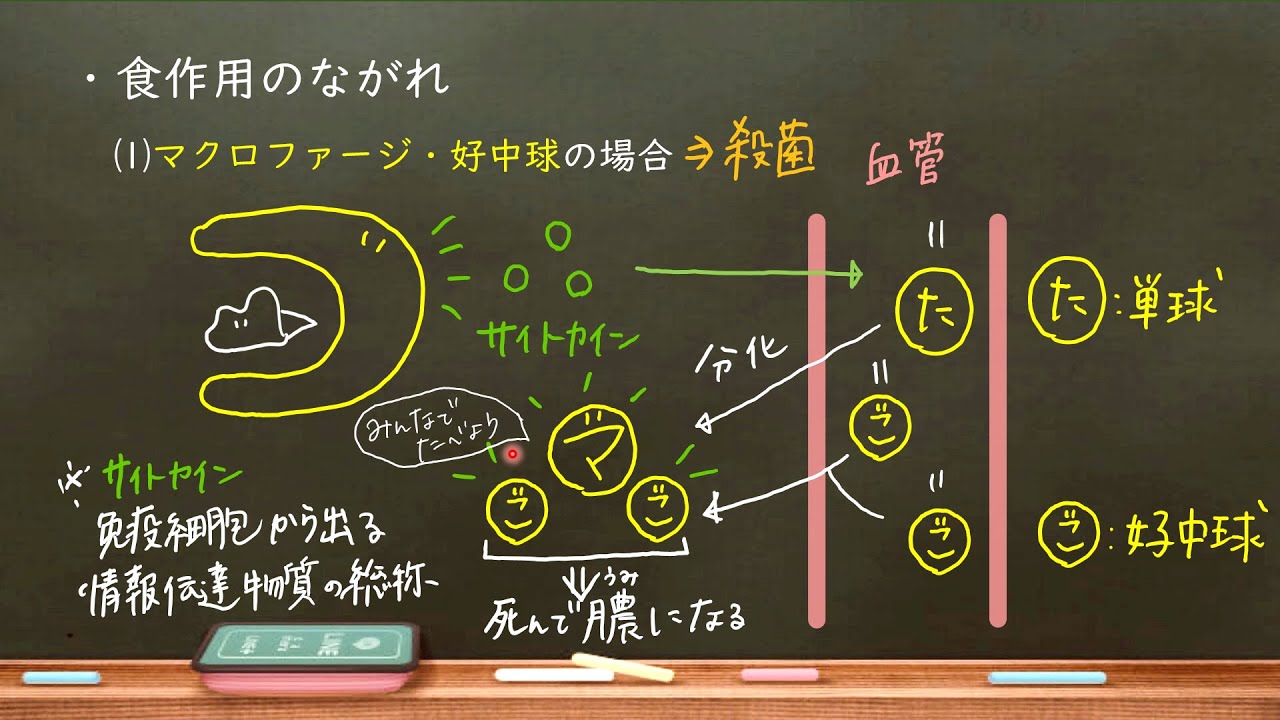 おうち生物　35  自然免疫　(高校生物＋生物基礎)