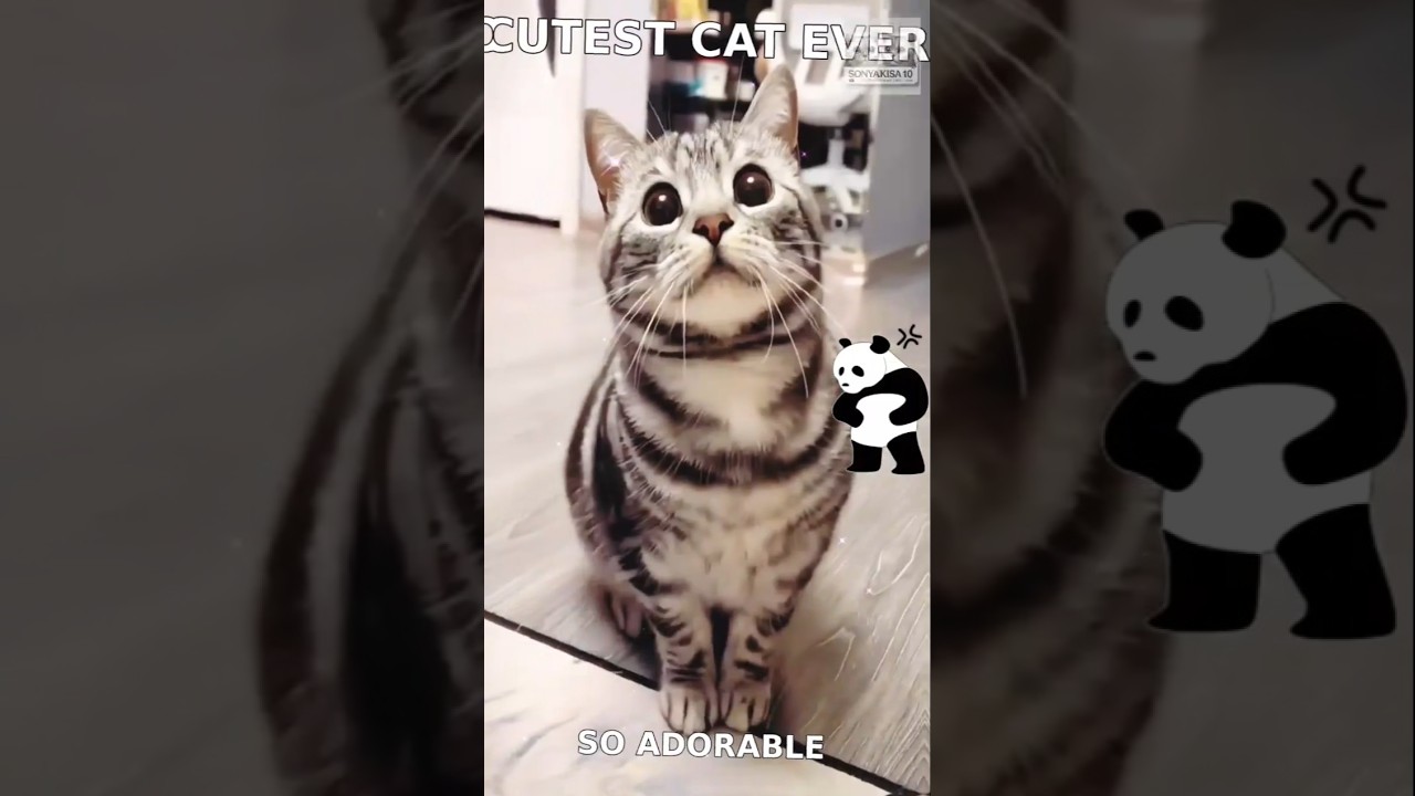 #cat