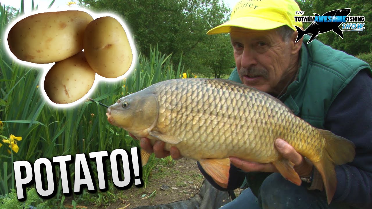 Epic! Carp fishing with POTATOES! | TAFishing