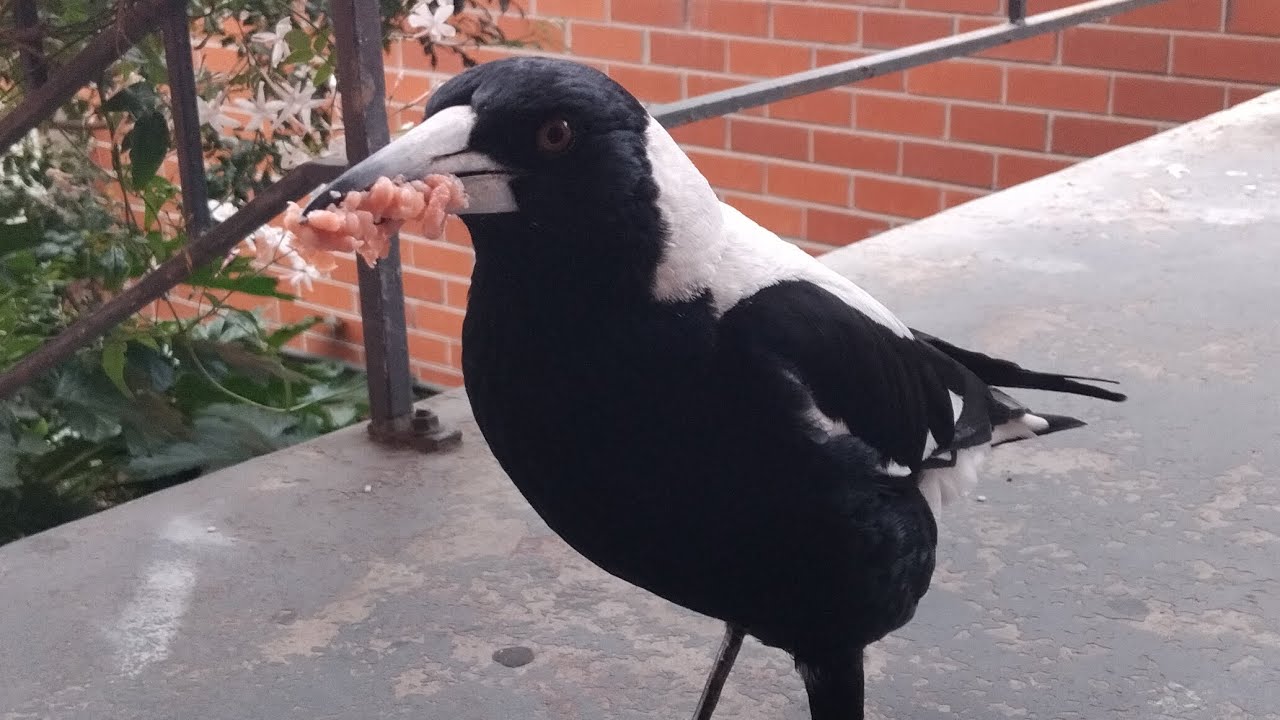 Glor(My aussie magpie friend)came back for food (I fed him something different)
