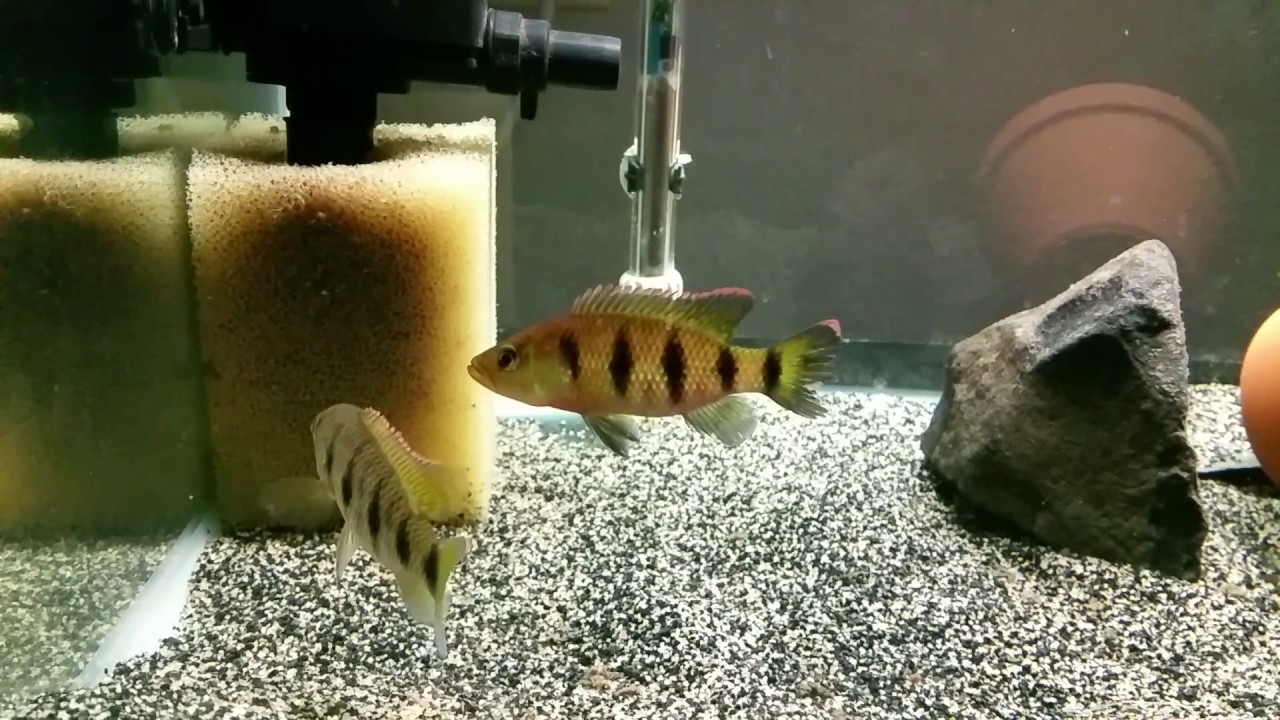 Zeus and luscious fry