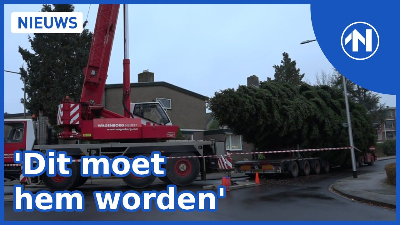 Kerstboom Grote Markt komt uit Haren: 22 meter hoog!