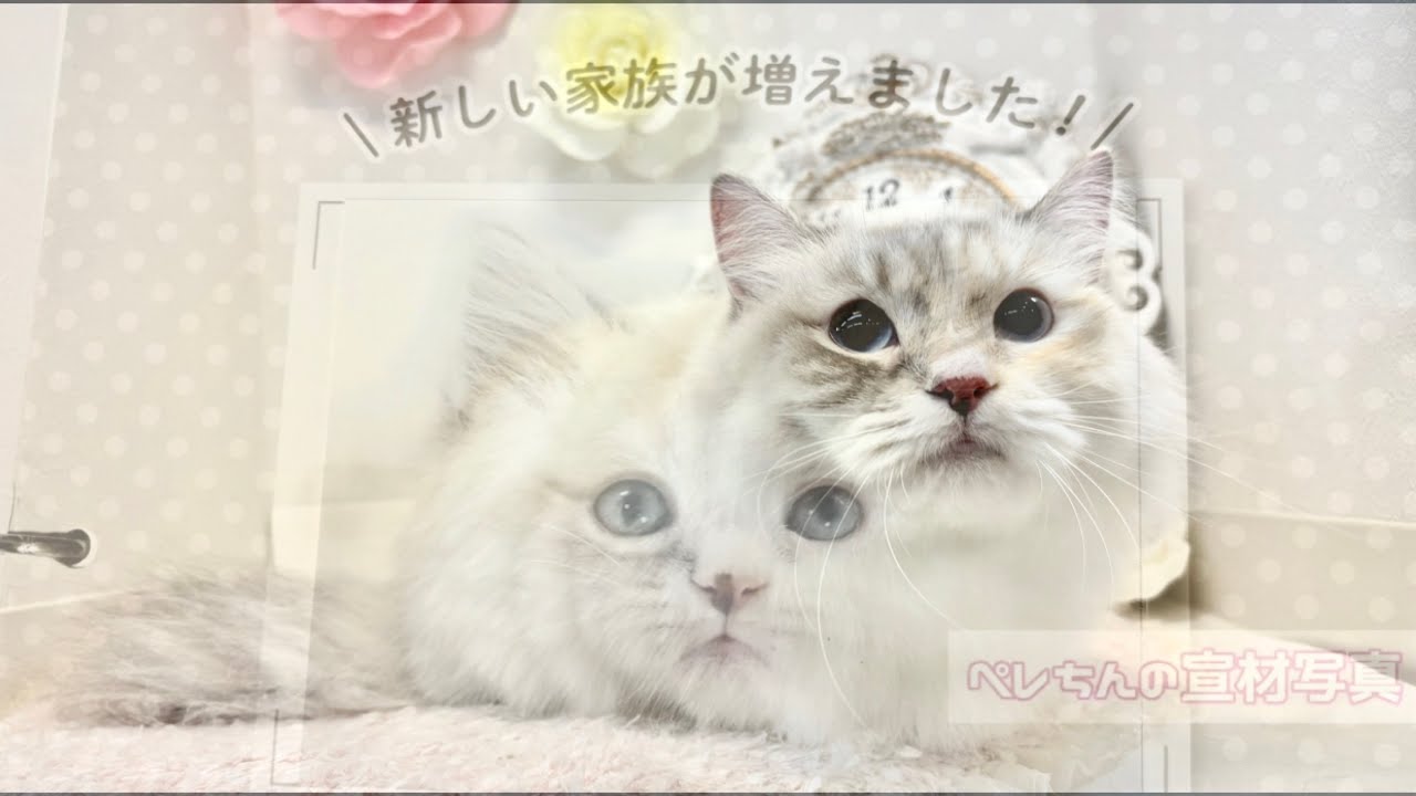 🩷④🎂𓃠【誕生日×去勢×猫の日】ジェットストリームアタック（ブッキングが過ぎたｯ）   ＊ｺﾒｵﾌ失礼します🙇   #マンチカン   #munchkin 