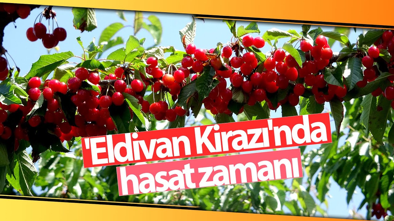 Lezzetiyle Öne Çıkan 'Eldivan Kirazı'nın Hasadı Başladı