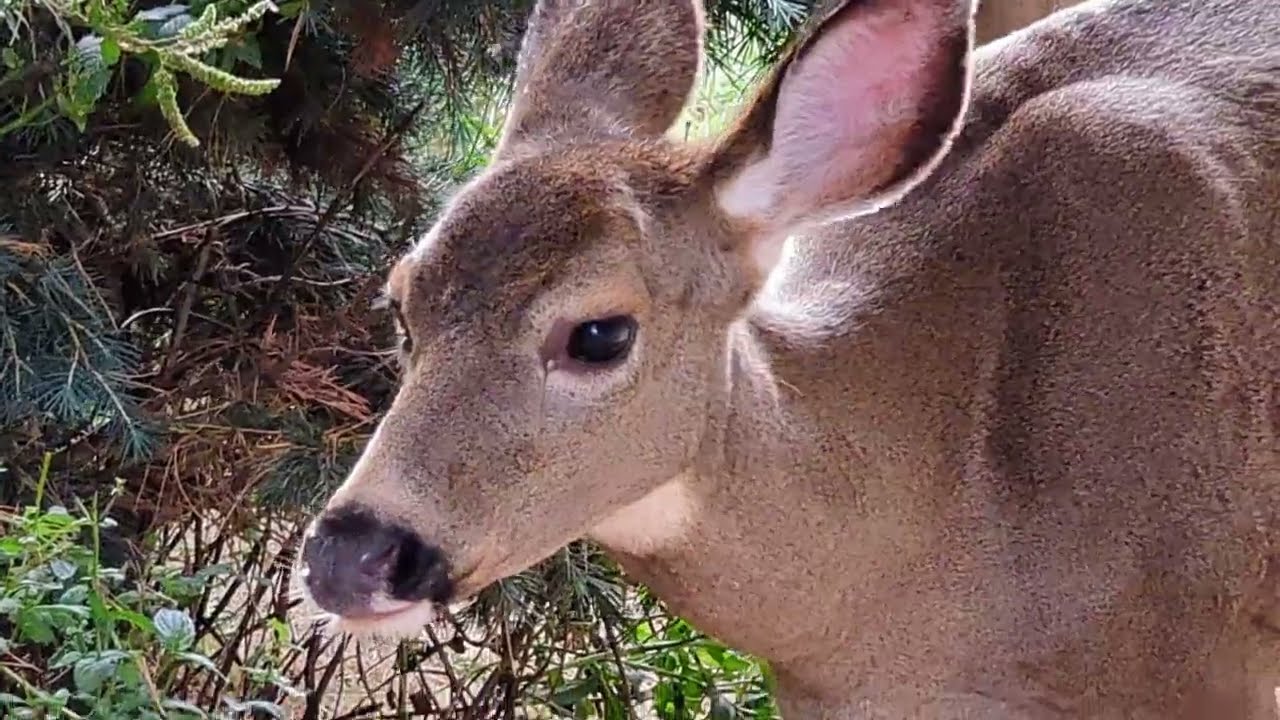 Deer Fawn Society Fall Meeting Shall Come to Order First Order of Business Where's the Carrots? 😃