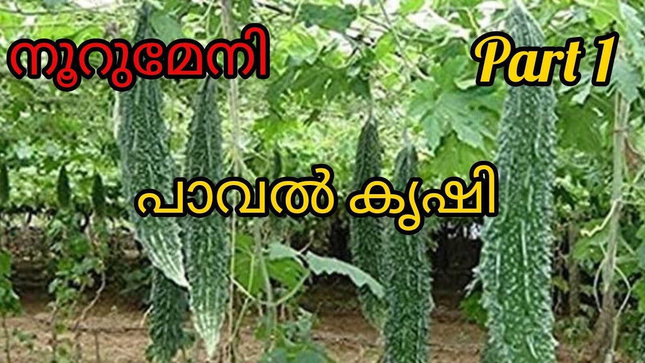 പാവൽ കൃഷിയിൽ നൂറുമേനി നേടാൻ.