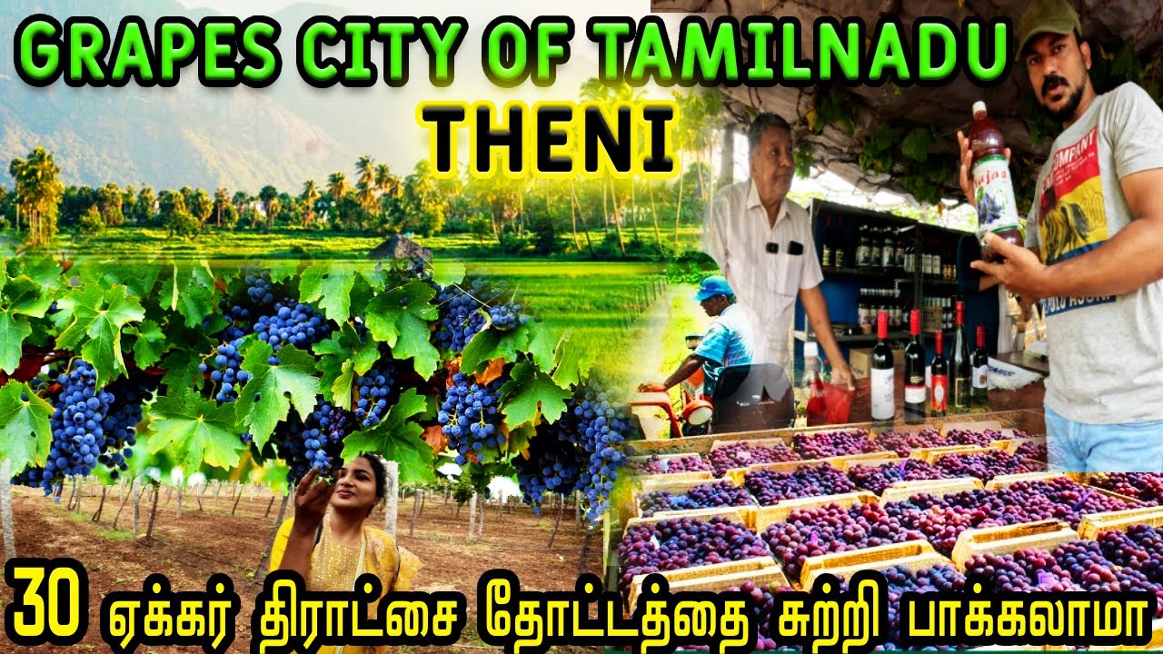 Theni-Cumbum Valley Grapes Farm Tour🍇 Grape City of South India