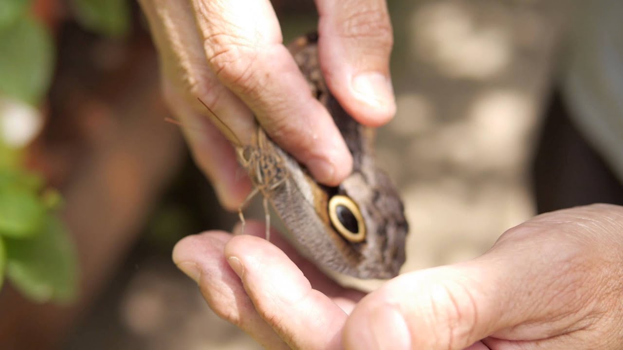 The Butterfly Farm Aruba Documentary