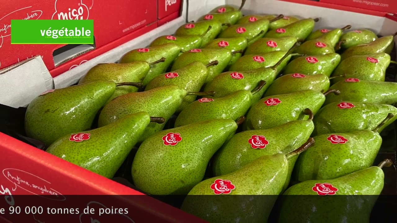 Reportage aux Pays-Bas : visite de la coopérative FruitMasters