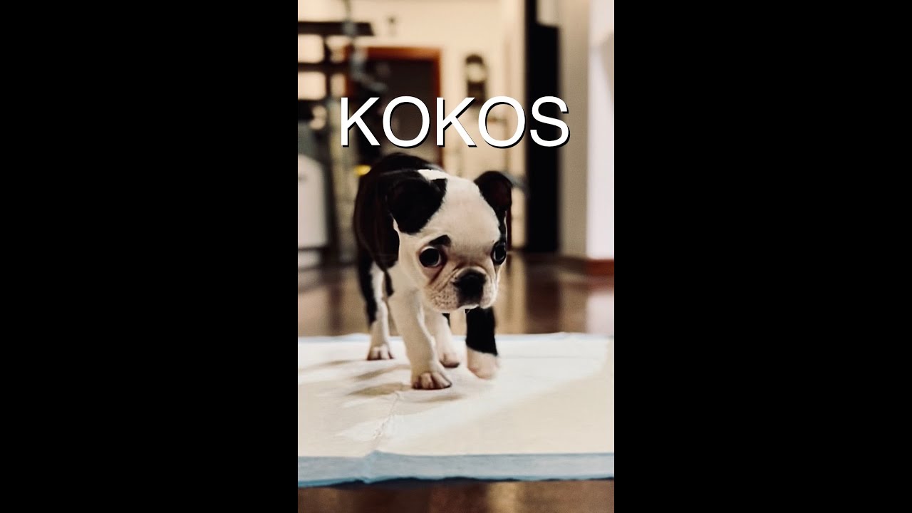 Nasz nowy lokator - Kokos - Boston Terrier