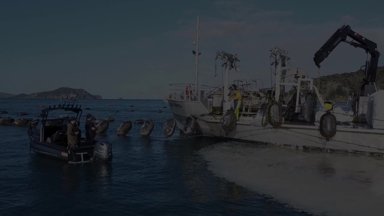 Senator 500 Cuddy | Mussel Farm Snapper Fishing Coromandel