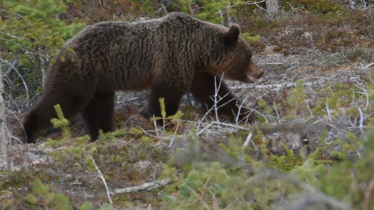 Meeting a brown bear family in the forests of Swedish Ångermanland