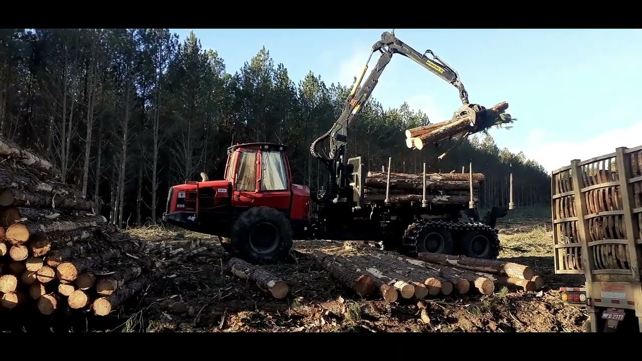 Forwarder carregando pinus
