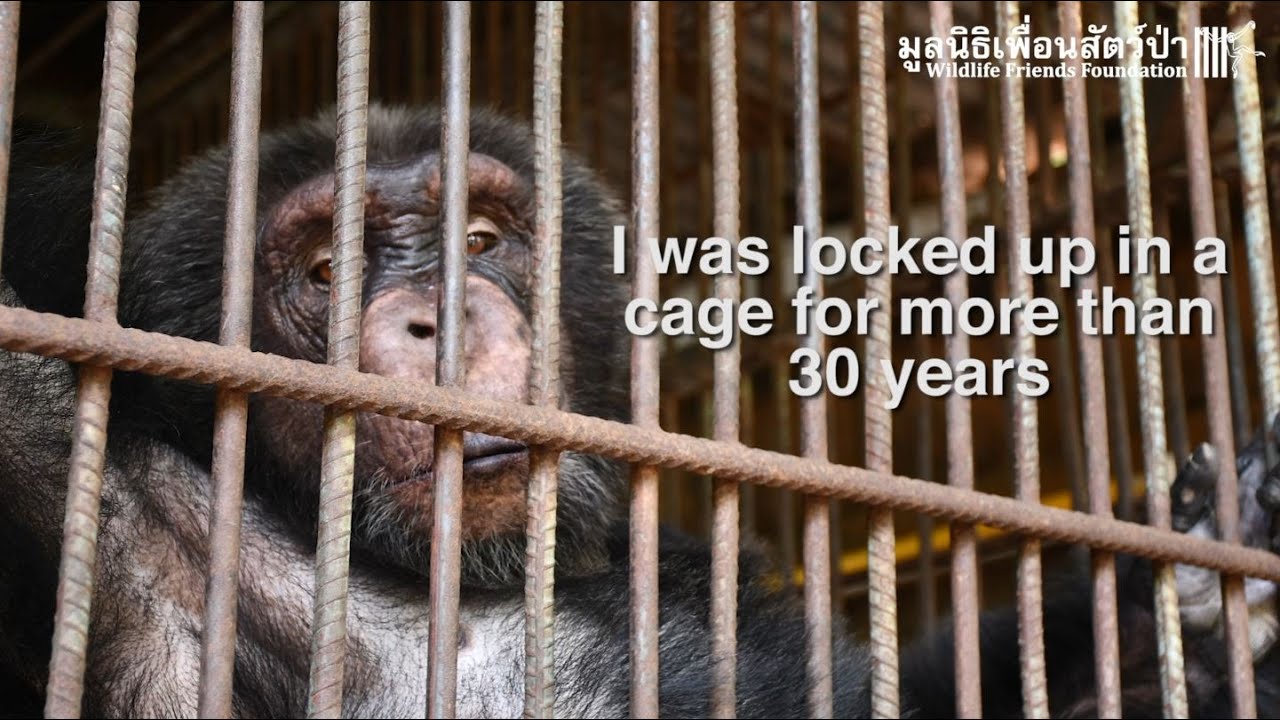 Rescued chimpanzee, Canoe's, journey to a better life